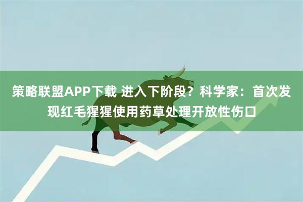 策略联盟APP下载 进入下阶段?科学家:首次发现红毛猩猩使用药草处理开放性伤口